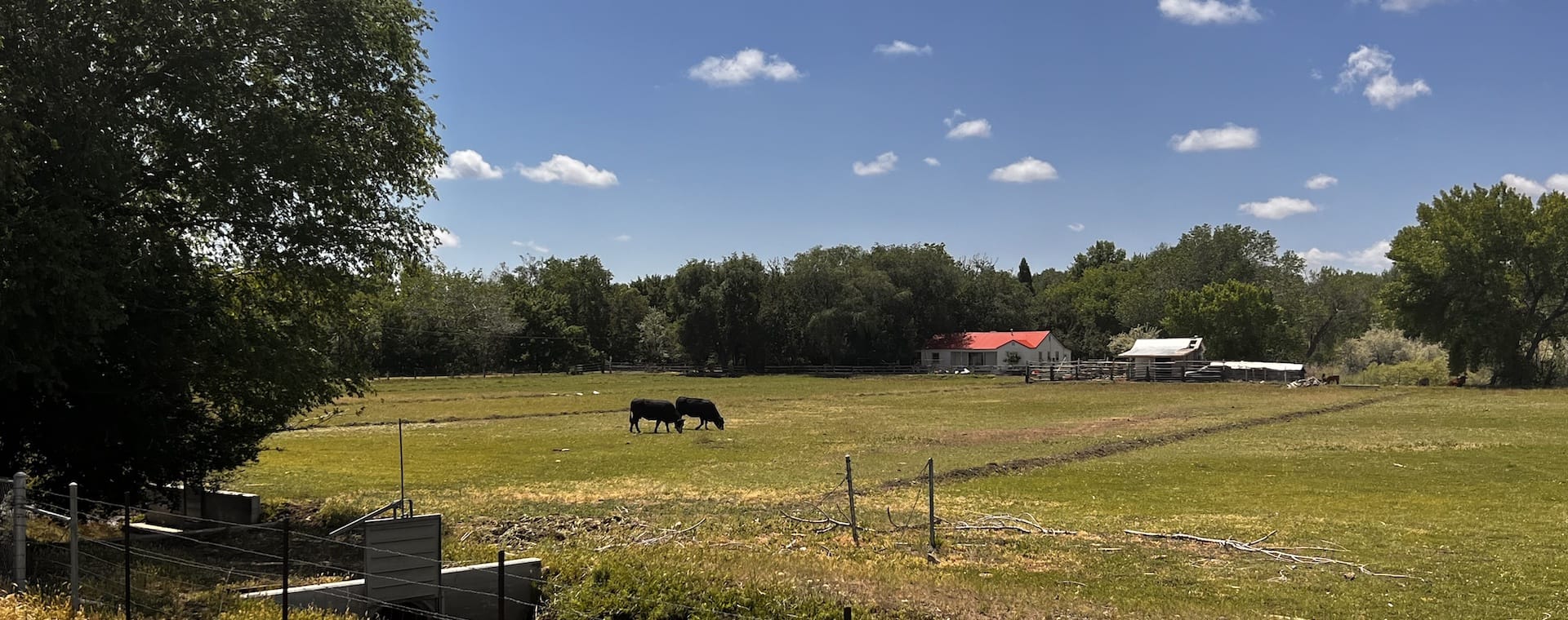 Two cows grazing on a farm in Northern Nevada